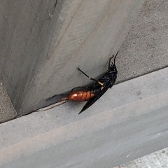 Urocerus cressoni