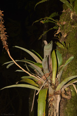 Vriesea platynema