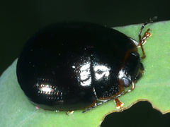Paropsisterna rufipes