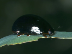 Paropsisterna rufipes