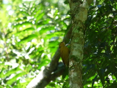 Anabacerthia lichtensteini