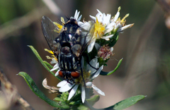 Tachinomyia