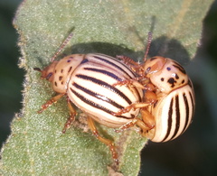Leptinotarsa texana
