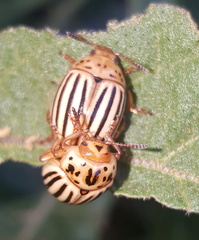 Leptinotarsa texana