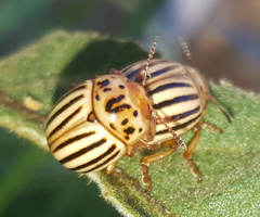 Leptinotarsa texana