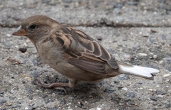 Passer domesticus