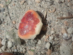 Gecarcinus lateralis