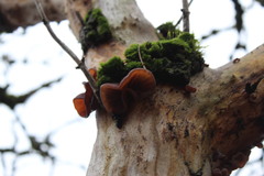 Auricularia auricula-judae