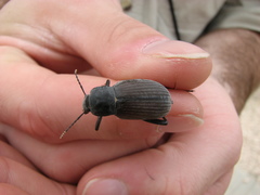 Tenebrionidae