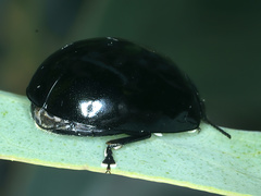 Paropsisterna morio