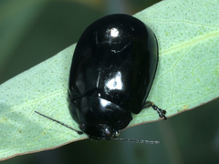 Paropsisterna morio