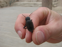 Tenebrionidae