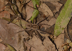 Lycosa erythrognatha