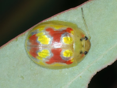Paropsisterna nobilitata