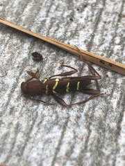 Neoclytus acuminatus