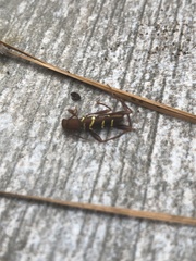 Neoclytus acuminatus