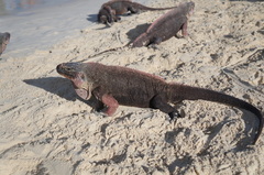 Cyclura cychlura
