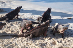 Cyclura cychlura