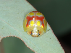 Paropsisterna nobilitata