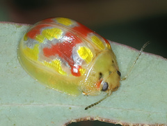 Paropsisterna nobilitata