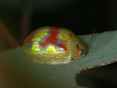 Paropsisterna nobilitata