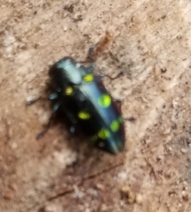 Chrysobothris chrysoela