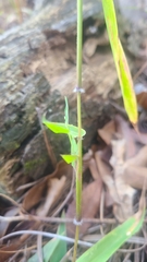 Dichanthelium microcarpon