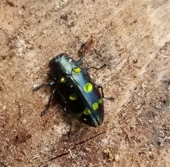 Chrysobothris chrysoela