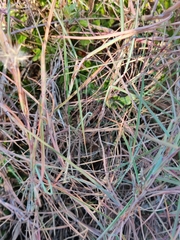 Schizachyrium maritimum