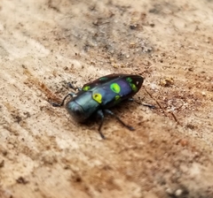 Chrysobothris chrysoela