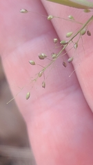 Dichanthelium microcarpon