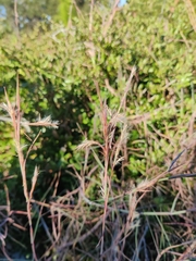 Schizachyrium maritimum