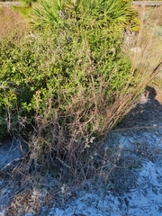 Schizachyrium maritimum