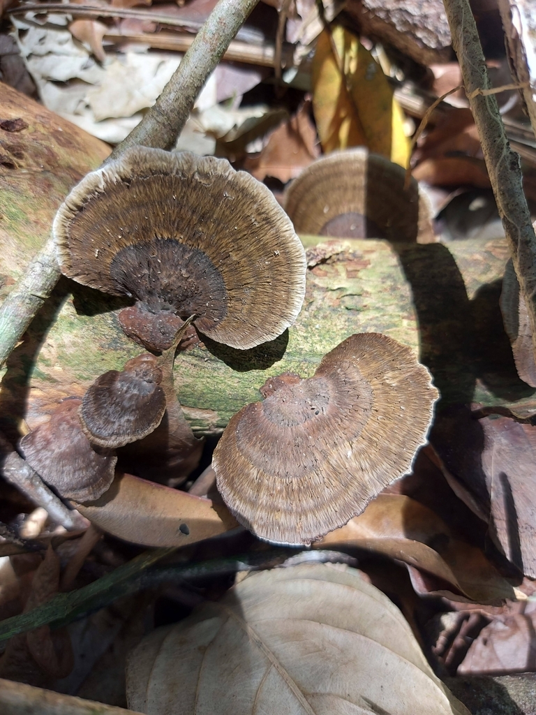 Hexagonia hydnoides · December 2021 · photo: © biomartita (iNaturalist, cc-by)
