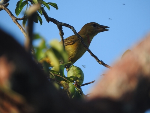 Rose-throated Tanager (Piranga roseogularis), photo 10