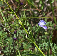 Rotheca louwalbertsii