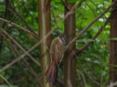 Dendrocolaptes platyrostris