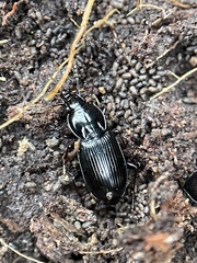 Pterostichus mutus