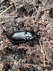 Pterostichus mutus