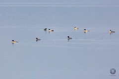 Mergus merganser
