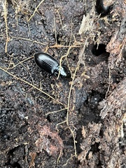 Pterostichus mutus