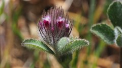 Trifolium albopurpureum