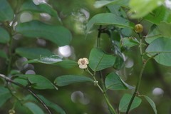 Monanthotaxis caffra