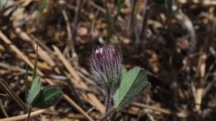 Trifolium albopurpureum