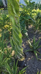 Cereus forbesii