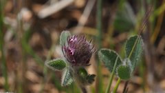 Trifolium albopurpureum