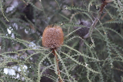 Banksia speciosa