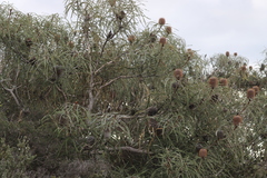 Banksia speciosa