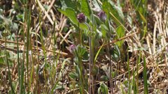 Trifolium albopurpureum