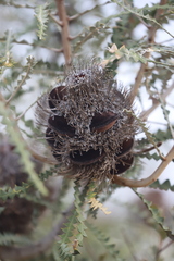 Banksia speciosa
